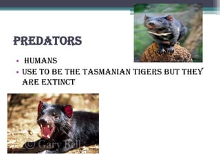 Predators
• humans
• use to be the Tasmanian tigers but they
  are extinct
 