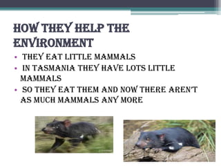 How they help the
environment
• they eat little mammals
• in Tasmania they have lots little
  mammals
• so they eat them and now there aren’t
  as much mammals any more
 