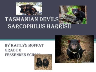 Tasmanian Devils
 Sarcophilus Harrisii


By Kaitlyn Moffat
Grade 6
Fessenden School
 