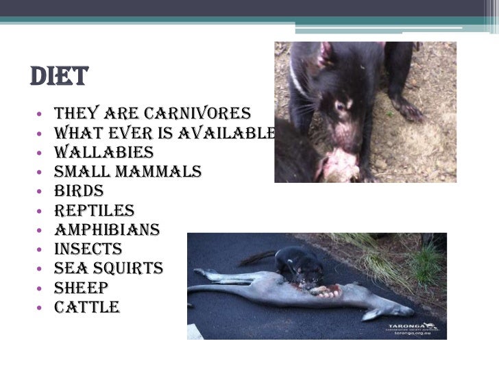 Kaitlyn moffat tasmanian devils dec 5