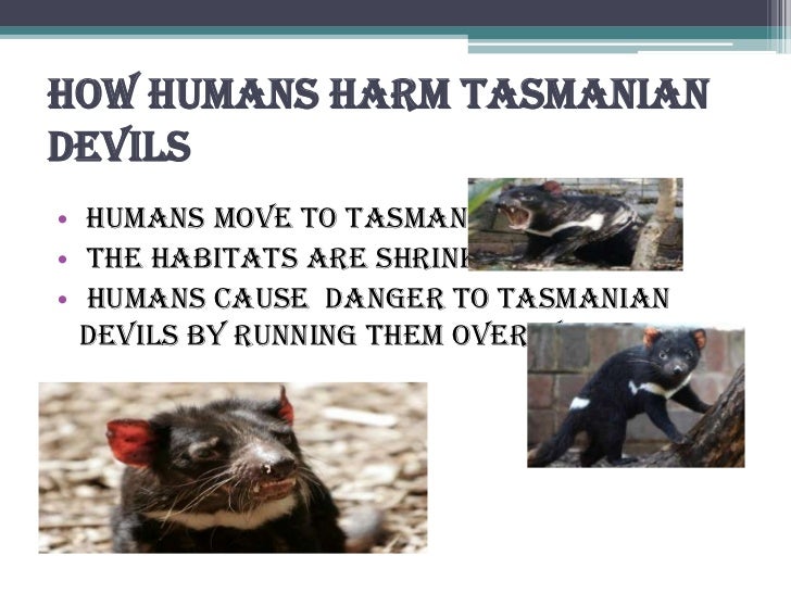 Kaitlyn moffat tasmanian devils dec 5