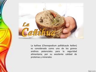 La kañiwa (Chenopodium pallidicaule Aellen)
es considerado como uno de los granos
andinos potenciales para la seguridad
alimentaria; por su excelente calidad de
proteinas y minerales
 
