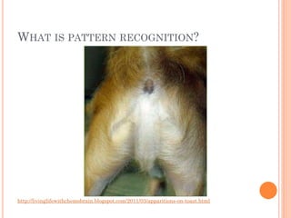 WHAT IS PATTERN RECOGNITION?




http://livinglifewithchemobrain.blogspot.com/2011/03/apparitions-on-toast.html
 