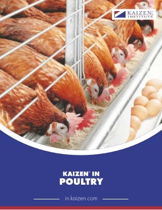 Kaizen in POULTRY industry