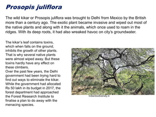 Prosopis juliflora
The wild kikar or Prosopis juliflora was brought to Delhi from Mexico by the British
more than a century ago. The exotic plant became invasive and wiped out most of
the native plants and along with it the animals, which once used to roam in the
ridges. With its deep roots, it had also wreaked havoc on city’s groundwater.
The kikar’s leaf contains toxins,
which when falls on the ground,
inhibits the growth of other plants.
That is why several native plants
were almost wiped away. But these
toxins hardly have any effect on
these climbers.
Over the past few years, the Delhi
government had been trying hard to
find out ways to eliminate the kikar.
While the government had allocated
Rs 50 lakh in its budget in 2017, the
forest department had approached
the Forest Research Institute to
finalise a plan to do away with the
menacing species.
Indianbiodiversity.in
 