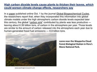High carbon dioxide levels cause plants to thicken their leaves, which
could worsen climate change effects, researchers say
In a paper published online Oct. 1 by the journal Global Biogeochemical Cycles,
the researchers report that, when they incorporated this information into global
climate models under the high atmospheric carbon dioxide levels expected later
this century, the global “carbon sink” contributed by plants was less productive —
leaving about 6.39 billion tons, of carbon in the atmosphere per year. Those levels
are similar to the amount of carbon released into the atmosphere each year due to
human-generated fossil fuel emissions — 8.8 billion tons.
scene near the Wayqecha Cloud
Forest Biological Station in Peru’s
Manú National Park.
www.washingtonresearch.com
 