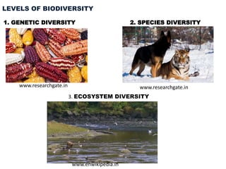 LEVELS OF BIODIVERSITY
1. GENETIC DIVERSITY 2. SPECIES DIVERSITY
3. ECOSYSTEM DIVERSITY
www.enwikipedia.in
www.researchgate.in www.researchgate.in
 