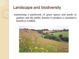 Landscape and biodiversity
maintaining a patchwork of green spaces and ponds in
 gardens and the public domain to produce a cumulative
 benefit to wildlife.
 