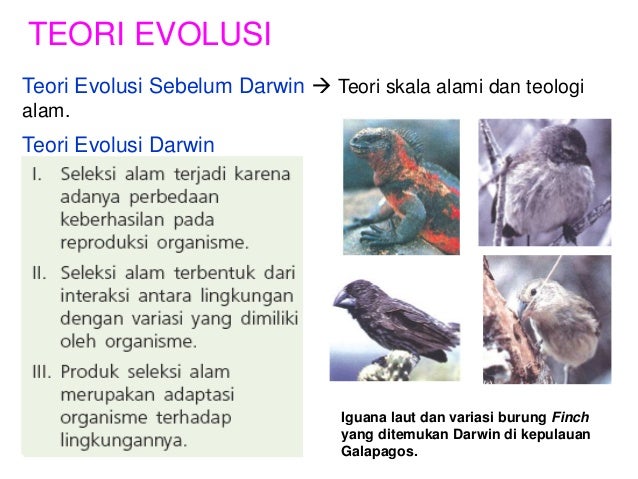 86+ Gambar Variasi Burung Finch Paling Keren 86+ Gambar Variasi Burung Finch Paling Keren