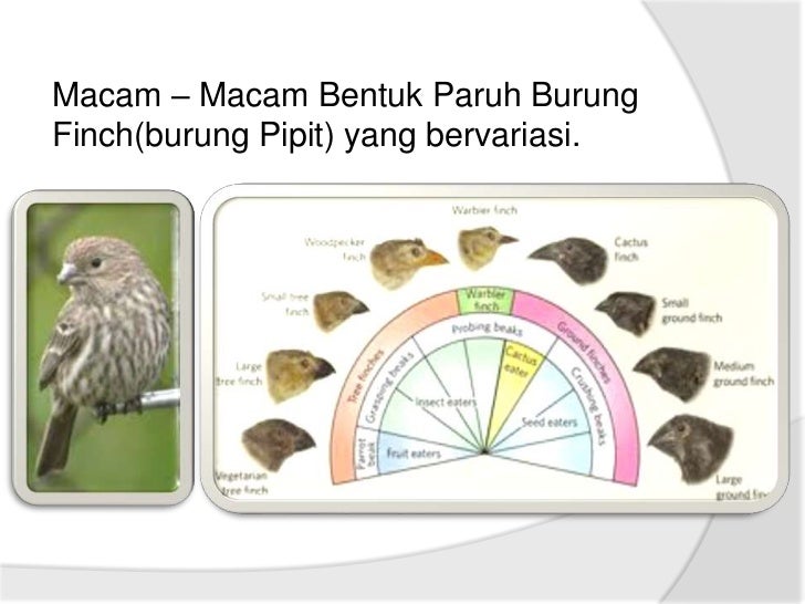 86+ Gambar Variasi Burung Finch Paling Keren 86+ Gambar Variasi Burung Finch Paling Keren