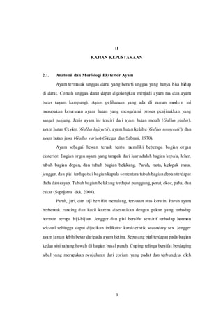 84 Gambar Unggas Ayam Petelur Serta Bagian-bagiannya Terbaik