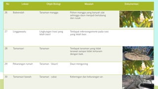 No Lokasi Objek Biologi Masalah Dokumentasi 
26 Baleendah Tanaman mangga Pohon mangga yang banyak ulat 
sehingga daun menjadi berlubang 
dan rusak 
27 Linggawastu Lingkungan (nasi yang 
telah basi) 
Terdapat mikrroorganisme pada nasi 
yang telah basi. 
28 Tamansari Tanaman Terdapat tanaman yang tidak 
terawat sampai tidak tertanam 
dengan baik. 
29 Pekarangan rumah Tanaman (daun) Daun menguning 
30 Tamansari bawah Tanaman cabai Kekeringan dan kekurangan air. 
 
