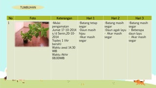 No Foto Keterangan Hari 1 Hari 2 Hari 3 
1 -Mulai 
pengamatan 
Jumat 17-10-2014 
s/d Senin,20-10- 
2014 
Toples 1 (Air 
bersih) 
Waktu awal 14.30 
WIB 
Waktu Akhir 
08.00WIB 
-Batang tetap 
segar 
-Daun masih 
hijau 
-Akar masih 
segar 
-Batang masih 
segar 
-Daun agak layu 
- Akar masih 
segar 
-Batang masih 
segar 
- Beberapa 
daun layu 
- Akar masih 
segar 
TUMBUHAN 
 