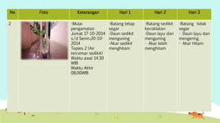 No Foto Keterangan Hari 1 Hari 2 Hari 3 
2 -Mulai 
pengamatan 
Jumat 17-10-2014 
s/d Senin,20-10- 
2014 
Toples 2 (Air 
tercemar sedikit) 
Waktu awal 14.30 
WIB 
Waktu Akhir 
08.00WIB 
-Batang tetap 
segar 
-Daun sedikit 
menguning 
-Akar sedikit 
menghitam 
-Batang sedikit 
kecoklatan 
-Daun layu dan 
menguning 
- Akar lebih 
menghitam 
-Batang tidak 
segar 
- Daun layu dan 
mengering 
- Akar Hitam 
 