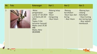No Foto Keterangan Hari 1 Hari 2 Hari 3 
3 -Mulai 
pengamatan 
Jumat 17-10-2014 
s/d Senin,20-10- 
2014 
Toples 3 (Air 
tercemar banyak) 
Waktu awal 14.30 
WIB 
Waktu Akhir 
08.00WIB 
-Batang tetap 
segar 
-Daun 
menguning 
-Akar hitam 
-Batang 
kecoklatan 
-Daun layu dan 
kering 
- Akar hitam 
-Batang layu 
cabang 
melumpuh 
- Daun kuning 
dan kering layu 
- Akar seperti 
membusuk 
 