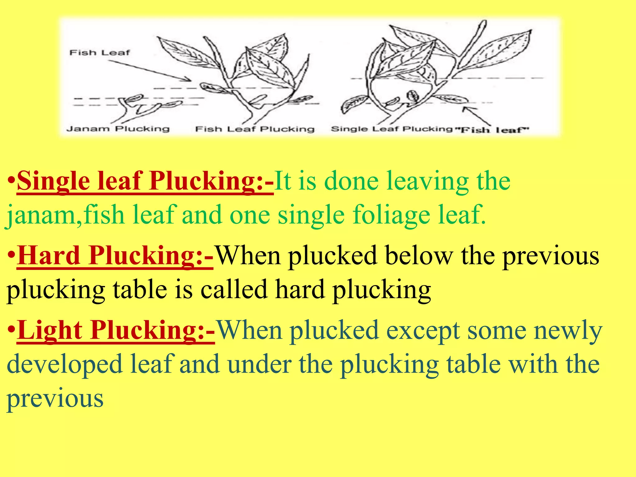 Plucking in Tea | PPTX