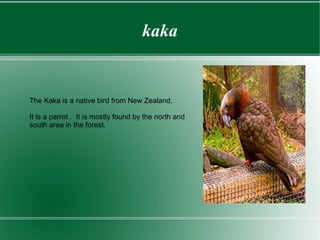 kaka The Kaka is a native bird from New Zealand, It is a parrot .  It is mostly found by the north and  south area in the forest. 