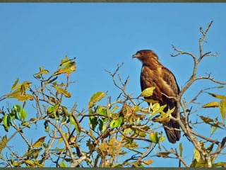 Kakadu