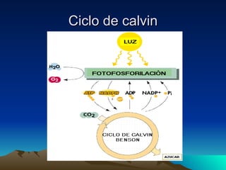 Ciclo de calvin 