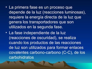 La primera fase es un proceso que depende de la luz (reacciones luminosas), requiere la energía directa de la luz que genera los transportadores que son utilizados en la segunda fase. La fase independiente de la luz (reacciones de oscuridad), se realiza cuando los productos de las reacciones de luz son utilizados para formar enlaces covalentes carbono-carbono (C-C), de los carbohidratos  