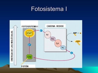 Fotosistema I 