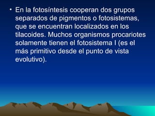 En la fotosíntesis cooperan dos grupos separados de pigmentos o fotosistemas, que se encuentran localizados en los tilacoides. Muchos organismos procariotes solamente tienen el fotosistema I (es el más primitivo desde el punto de vista evolutivo). 
