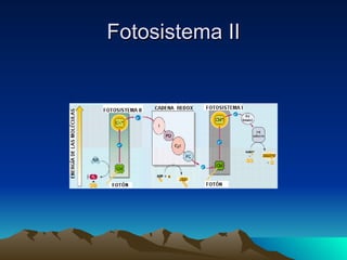 Fotosistema II 