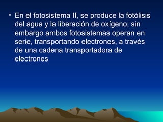En el fotosistema II, se produce la fotólisis del agua y la liberación de oxígeno; sin embargo ambos fotosistemas operan en serie, transportando electrones, a través de una cadena transportadora de electrones  