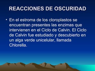 REACCIONES DE OSCURIDAD En el estroma de los cloroplastos se encuentran presentes las enzimas que intervienen en el Ciclo de Calvin. El Ciclo de Calvin fue estudiado y descubierto en un alga verde unicelular, llamada Chlorella. 