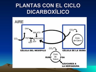 PLANTAS CON EL CICLO DICARBOXÍLICO 