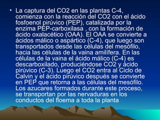 La captura del CO2 en las plantas C-4, comienza con la reacción del CO2 con el ácido fosfoenol pirúvico (PEP), catalizada por la enzima PEP-carboxilasa , con la formación de ácido oxalacético (OAA). El OAA se convierte a ácidos málico o aspártico (C-4), que luego son transportados desde las células del mesófilo, hacia las células de la vaina amilífera. En las células de la vaina el ácido málico (C-4) es descarboxilado, produciéndose CO2 y ácido pirúvico (C-3). Luego el CO2 entra al Ciclo de Calvin y el ácido pirúvico después se convierte en PEP que retorna a las células del mesófilo. Los azucares formados durante este proceso, se transportan por las nervaduras en los conductos del floema a toda la planta  