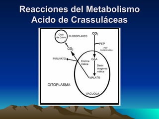 Reacciones del Metabolismo Acido de Crassuláceas 