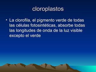 cloroplastos La clorofila, el pigmento verde de todas las células fotosintéticas, absorbe todas las longitudes de onda de la luz visible excepto el verde  