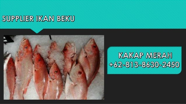 Ready 62 813 8630 2450 Ikan Laga Halfmoon
