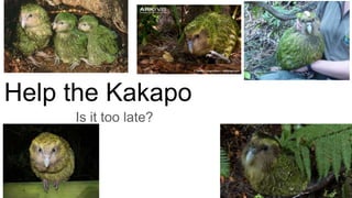 Help the Kakapo
Is it too late?
 