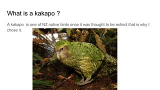 What is a kakapo ?
A kakapo is one of NZ native birds once it was thought to be extinct that is why I
chose it.
 