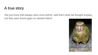 A true story
Did you know that kakapo were once extinct well that’s what we thought anyway
but they were found again on stewart Island
 