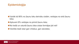 15
 Vairāk kā 90% no žaunu loku derivātu cistām, veidojas no otrā žaunu
loka;
 Aptuveni 8% veidojas no pirmā žaunu loka;
 No trešā un ceturtā žaunu loka cistas formājas ļoti reti!
 Vienlīdz bieži skar gan vīriešus, gan sievietes;
Epidemioloģija
 