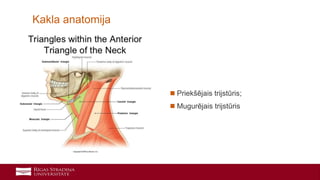 9
Kakla anatomija
 Priekšējais trijstūris;
 Mugurējais trijstūris
 