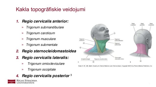 kakla-da-as-radiolo-isk-anatomija