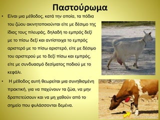 Παστούρωμα
• Είναι μια μέθοδος, κατά την οποία, τα πόδια
του ζώου ακινητοποιούνται είτε με δέσιμο της
ίδιας τους πλευράς, δηλαδή το εμπρός δεξί
με το πίσω δεξί και αντίστοιχα το εμπρός
αριστερό με το πίσω αριστερό, είτε με δέσιμο
του αριστερού με το δεξί πίσω και εμπρός,
είτε με συνδυασμό δεσίματος ποδιού με το
κεφάλι.
• Η μέθοδος αυτή θεωρείται μια συνηθισμένη
πρακτική, για να παχύνουν τα ζώα, να μην
δραπετεύσουν και να μη χαθούν από το
σημείο που φυλάσσονται δεμένα.
 