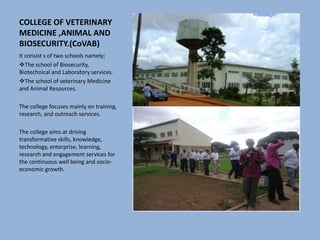 COLLEGE OF VETERINARY
MEDICINE ,ANIMAL AND
BIOSECURITY.(CoVAB)
It consist s of two schools namely;
The school of Biosecurity,
Biotechnical and Laboratory services.
The school of veterinary Medicine
and Animal Resources.
The college focuses mainly on training,
research, and outreach services.
The college aims at driving
transformative skills, knowledge,
technology, enterprise, learning,
research and engagement services for
the continuous well being and socio-
economic growth.
 