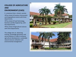 COLLEGE OF AGRICULTURE
AND
ENVIRONMENT.(CAES)
It comprises three schools ,namely;
The school of Forestry, Environment
and Geographical science with three
departments.
The school of Food Technology,
Nutrition and Bio Engineering with
two departments.
The school of Agricultural sciences
with three departments.
The college aims at advancing
training, knowledge generation and
service delivery in order to enhance
agricultural development, sustainable
natural resource utilization and
environmental management.
 