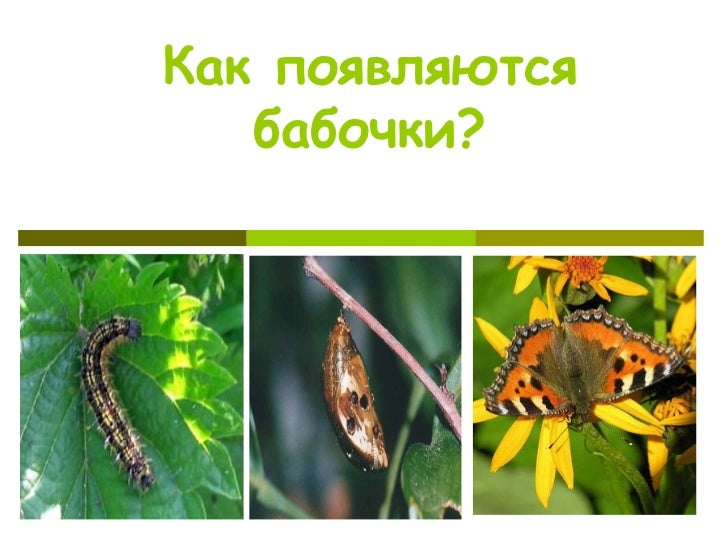 Откуда появляются бабочки. План по рассказу история гусеницы. Как появляются бабочки для детей. Появление бабочки. Как появляется бабочка в картинках.