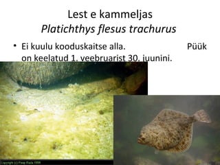 Lest e kammeljas
       Platichthys flesus trachurus
• Ei kuulu kooduskaitse alla.               Püük
  on keelatud 1. veebruarist 30. juunini.
 