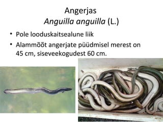 Angerjas
          Anguilla anguilla (L.)
• Pole looduskaitsealune liik
• Alammõõt angerjate püüdmisel merest on
  45 cm, siseveekogudest 60 cm.
 