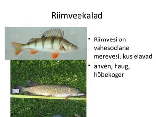 Riimveekalad

        • Riimvesi on
          vähesoolane
          merevesi, kus elavad
        • ahven, haug,
          hõbekoger
 