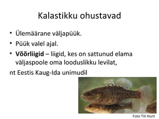 Kalastikku ohustavad
• Ülemäärane väljapüük.
• Püük valel ajal.
• Võõrliigid – liigid, kes on sattunud elama
  väljaspoole oma looduslikku levilat,
nt Eestis Kaug-Ida unimudil




                                               Foto Tiit Hunt
 