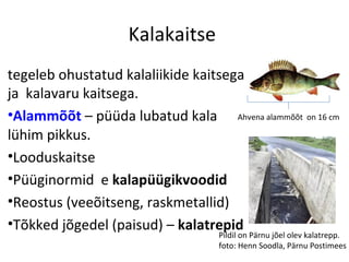 Kalakaitse
tegeleb ohustatud kalaliikide kaitsega
ja kalavaru kaitsega.
•Alammõõt – püüda lubatud kala Ahvena alammõõt on 16 cm
lühim pikkus.
•Looduskaitse
•Püüginormid e kalapüügikvoodid
•Reostus (veeõitseng, raskmetallid)
•Tõkked jõgedel (paisud) – kalatrepid
                                   Pildil on Pärnu jõel olev kalatrepp.
                                   foto: Henn Soodla, Pärnu Postimees
 