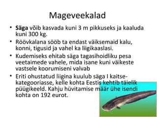 Mageveekalad
• Säga võib kasvada kuni 3 m pikkuseks ja kaaluda
  kuni 300 kg.
• Röövkalana sööb ta endast väiksemaid kalu,
  konni, tigusid ja vahel ka liigikaaslasi.
• Kudemiseks ehitab säga tagasihoidliku pesa
  veetaimede vahele, mida isane kuni väikeste
  vastsele koorumiseni valvab
• Eriti ohustatud liigina kuulub säga I kaitse-
  kategooriasse, kelle kohta Eestis kehtib täielik
  püügikeeld. Kahju hüvitamise määr ühe isendi
  kohta on 192 eurot.
 